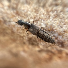Cafius xantholoma