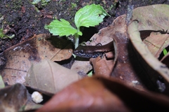 Tytthoscincus temmincki