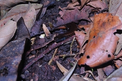 Tytthoscincus temmincki