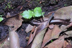 Tytthoscincus temmincki