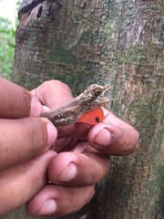 Anolis vittigerus