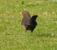 Turdus merula