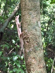 Anolis vittigerus