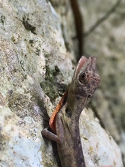 Anolis vittigerus