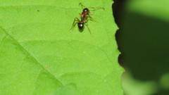 Camponotus subbarbatus