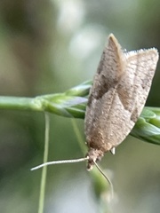 Argyrotaenia franciscana
