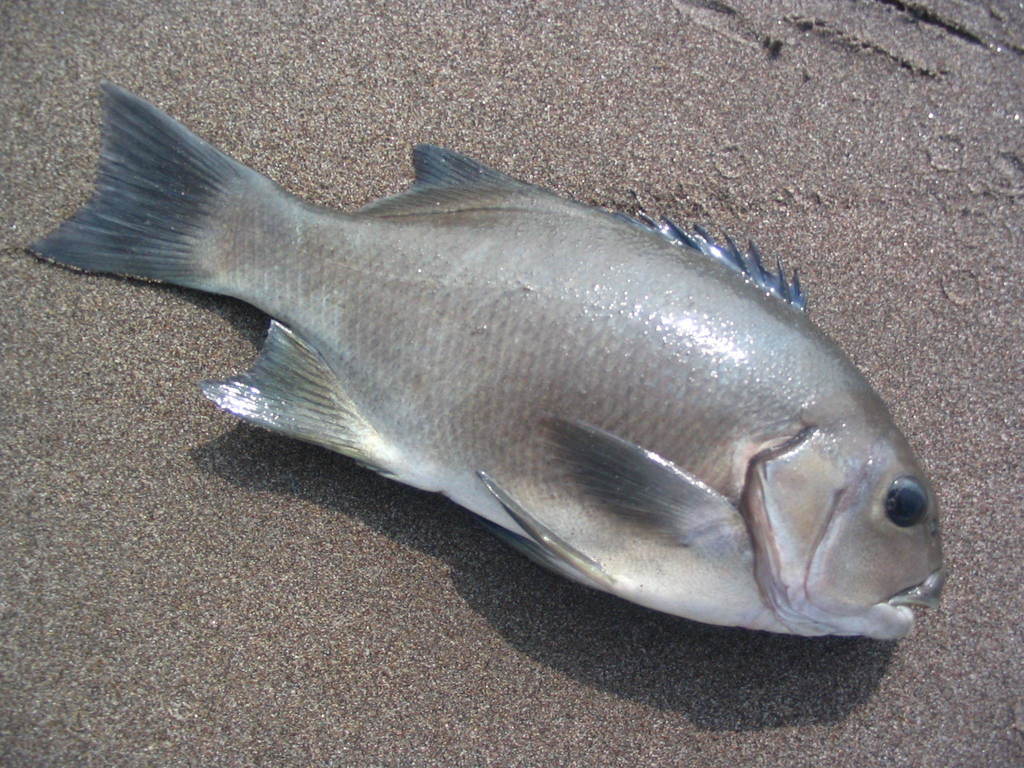 Chilean Nibbler