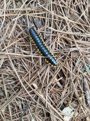 Apheloriini