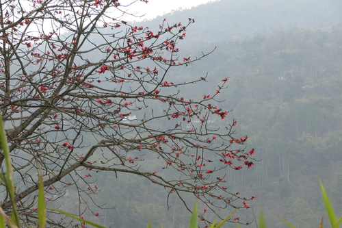 Kapok (Bombax ceiba)