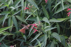 Dianthera secunda