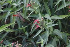 Dianthera secunda
