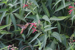 Dianthera secunda