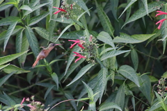 Dianthera secunda