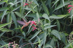 Dianthera secunda