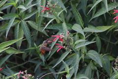 Dianthera secunda