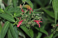 Dianthera secunda