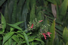 Dianthera secunda