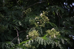 Albizia odoratissima