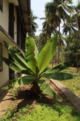 Ensete superbum