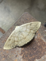 Cirsodes acuminata