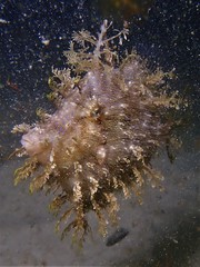 Chaetodermis penicilligerus
