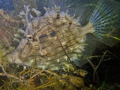 Chaetodermis penicilligerus