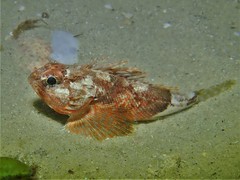 Maxillicosta scabriceps