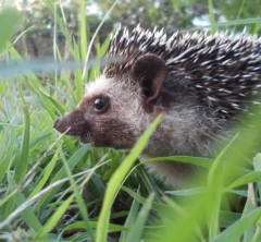 Atelerix albiventris