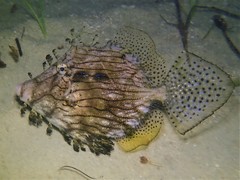 Chaetodermis penicilligerus