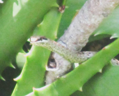 Psammophis biseriatus