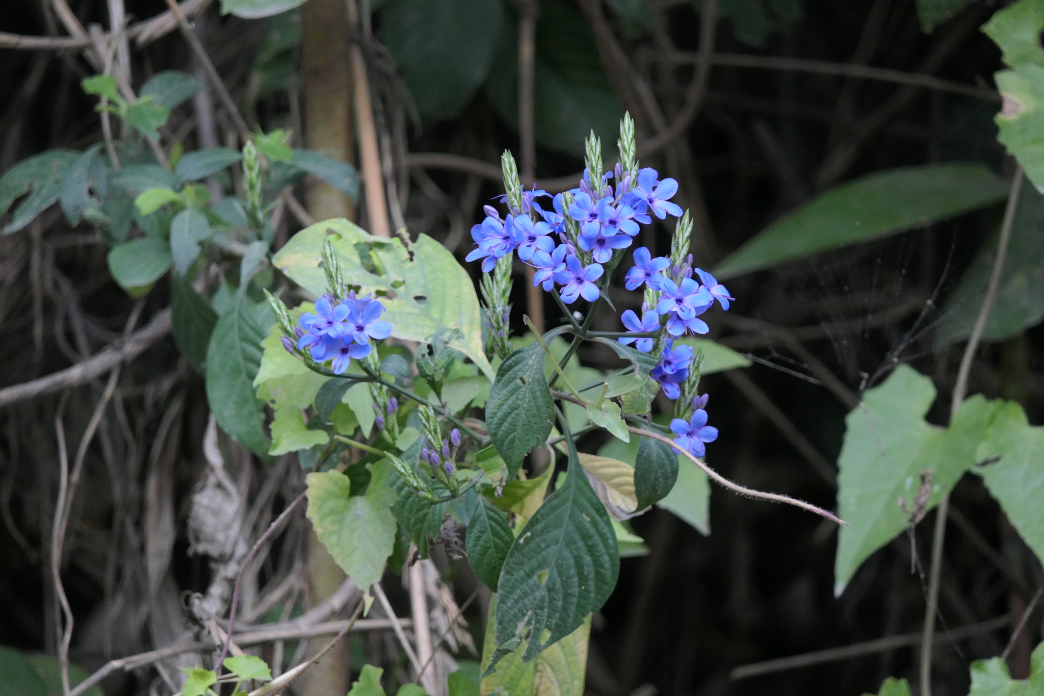 Eranthemum pulchellum Andrews