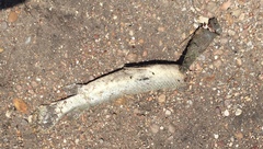 Atractosteus spatula