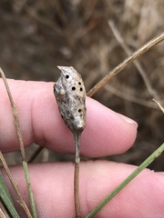 Neolasioptera lathami