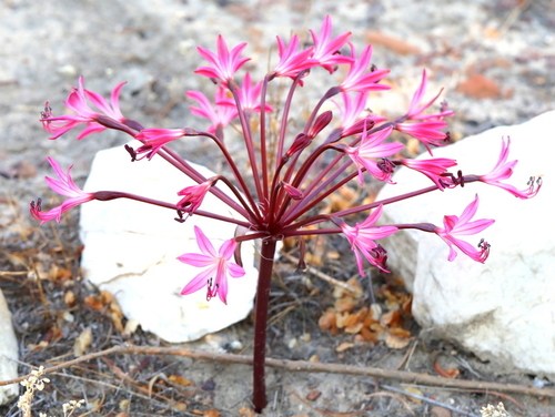 Brunsvigia striata