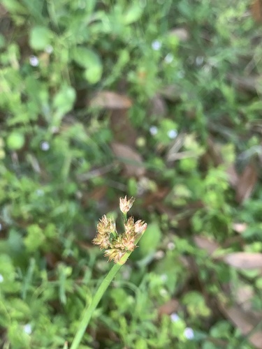 Bighead rush (Juncus megacephalus)