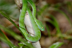 Trimeresurus vogeli