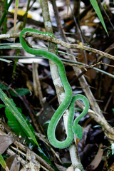 Trimeresurus vogeli