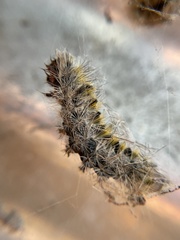 Lophocampa argentata
