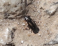 Geocoris ater