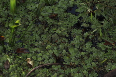 Salvinia molesta