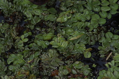 Salvinia molesta