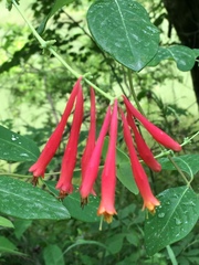 Lonicera sempervirens sempervirens