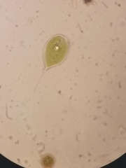 Phacus longicauda
