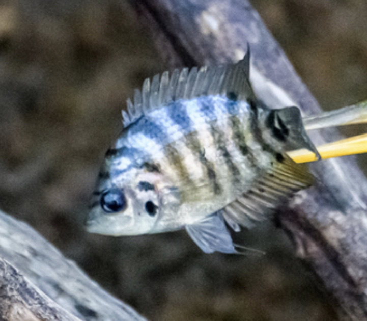 Cichlidé flier (Flier cichlid) (Archocentrus centrarchus)