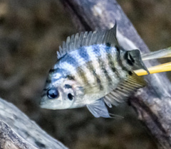 Flier Cichlid photo 2