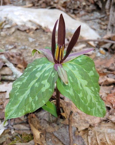 Trillium cuneatum
