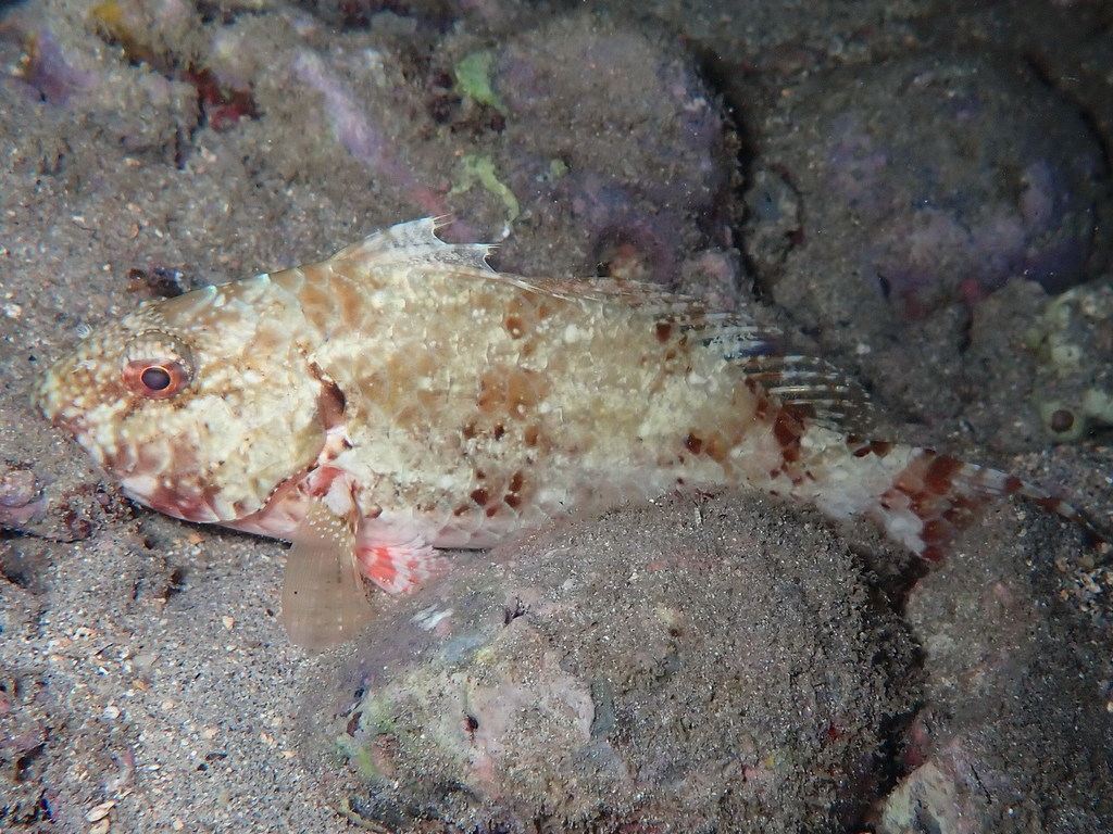 West-African Parrotfish