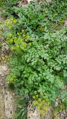 Tauschia kelloggii