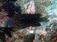 Cape Verde Gregory photo 2