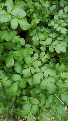 Tauschia kelloggii